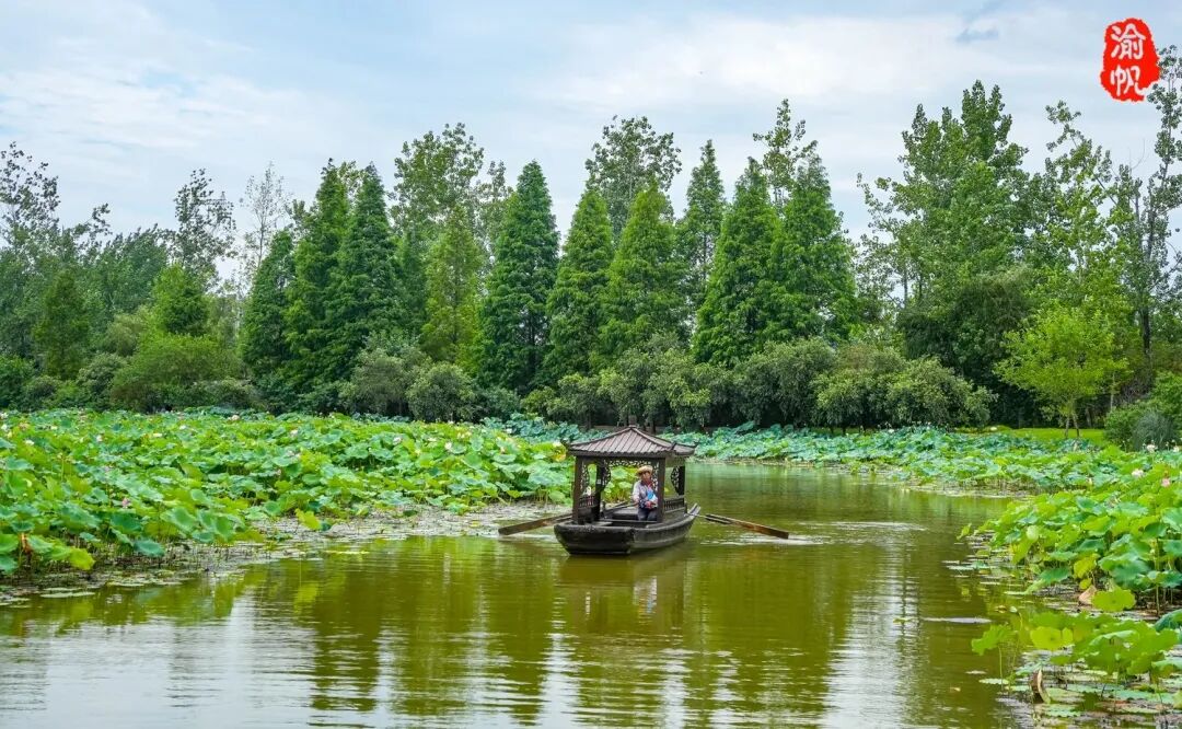 荷花与莲花有什么区别_莲花和荷花_莲花荷花的寓意是什么