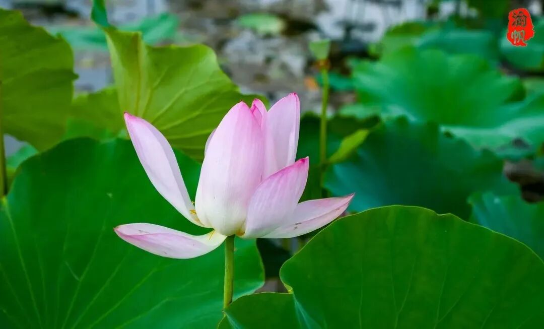 莲花和荷花_莲花荷花的寓意是什么_荷花与莲花有什么区别
