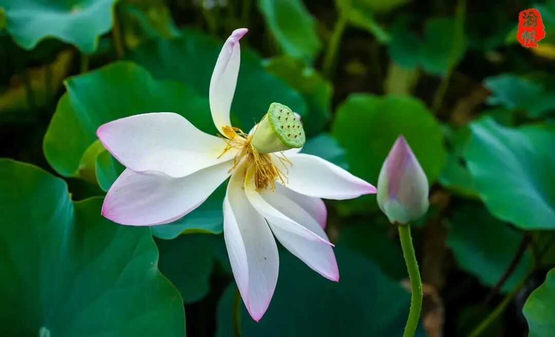 莲花和荷花 莲城湘潭赏荷花，大家知道莲花与荷花的区别吗？看完此文就明白了