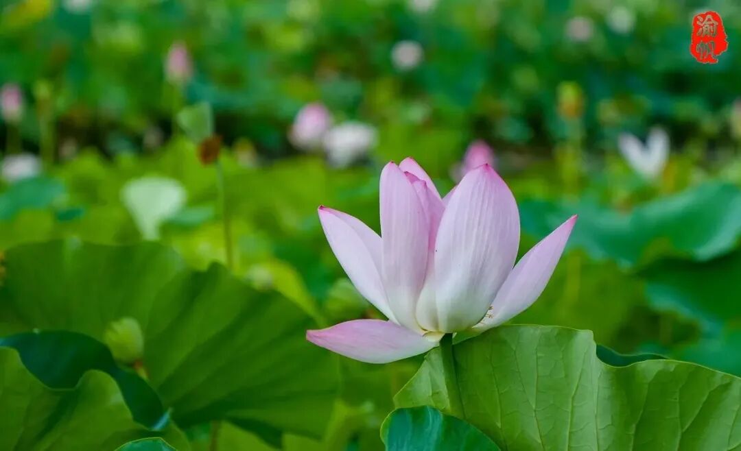 莲花荷花的寓意是什么_莲花和荷花_荷花与莲花有什么区别