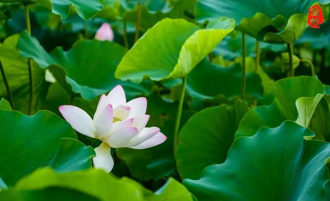 莲花和荷花_荷花与莲花有什么区别_莲花荷花的寓意是什么