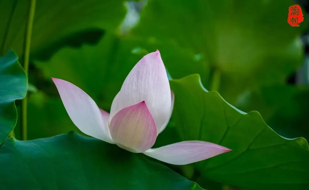 荷花与莲花有什么区别_莲花荷花的寓意是什么_莲花和荷花