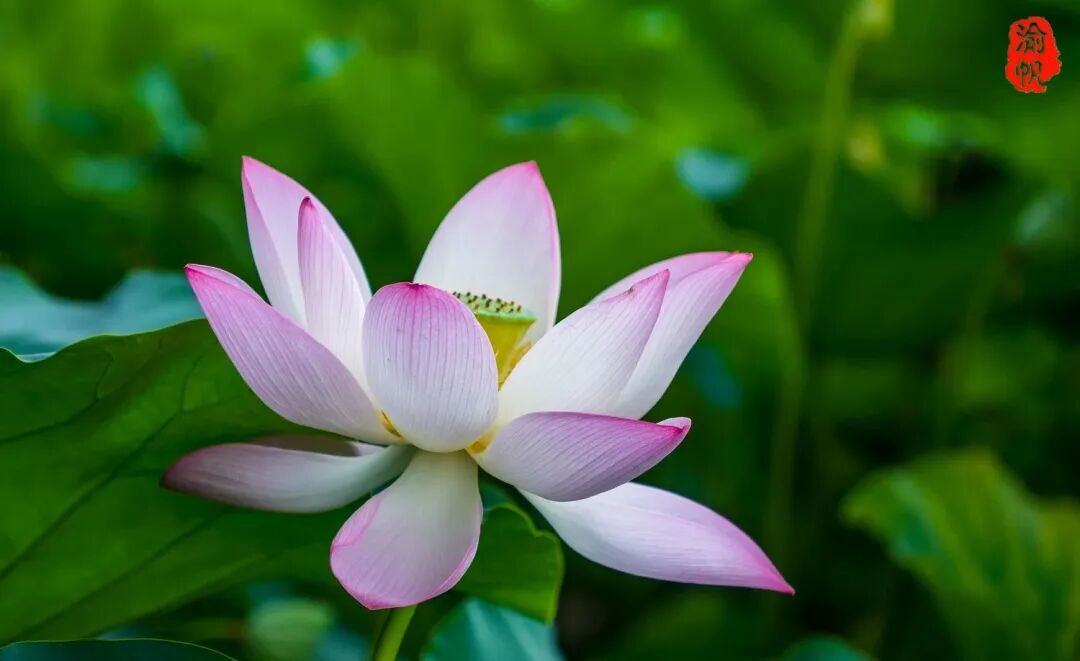 莲花荷花的寓意是什么_荷花与莲花有什么区别_莲花和荷花