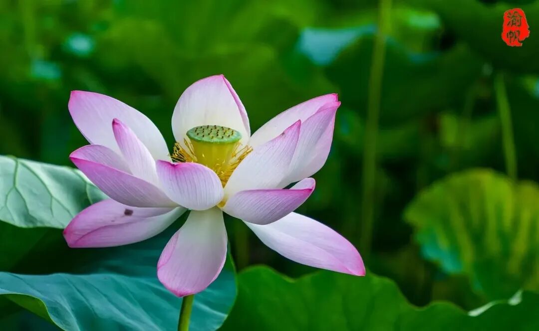 荷花与莲花有什么区别_莲花荷花的寓意是什么_莲花和荷花