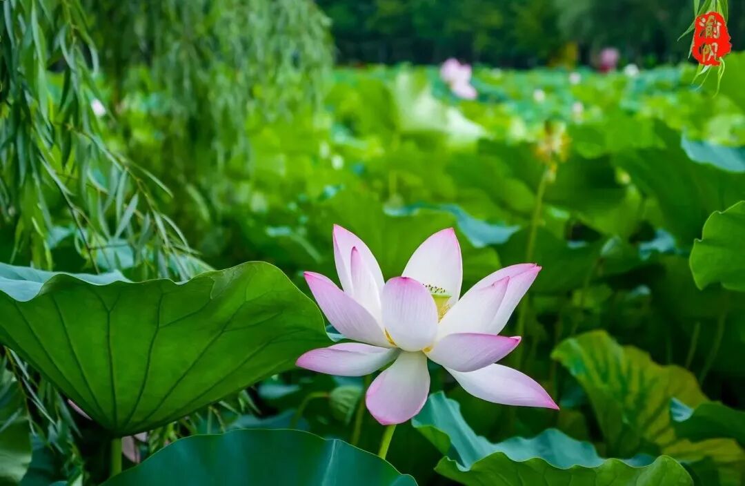 莲花荷花的寓意是什么_荷花与莲花有什么区别_莲花和荷花