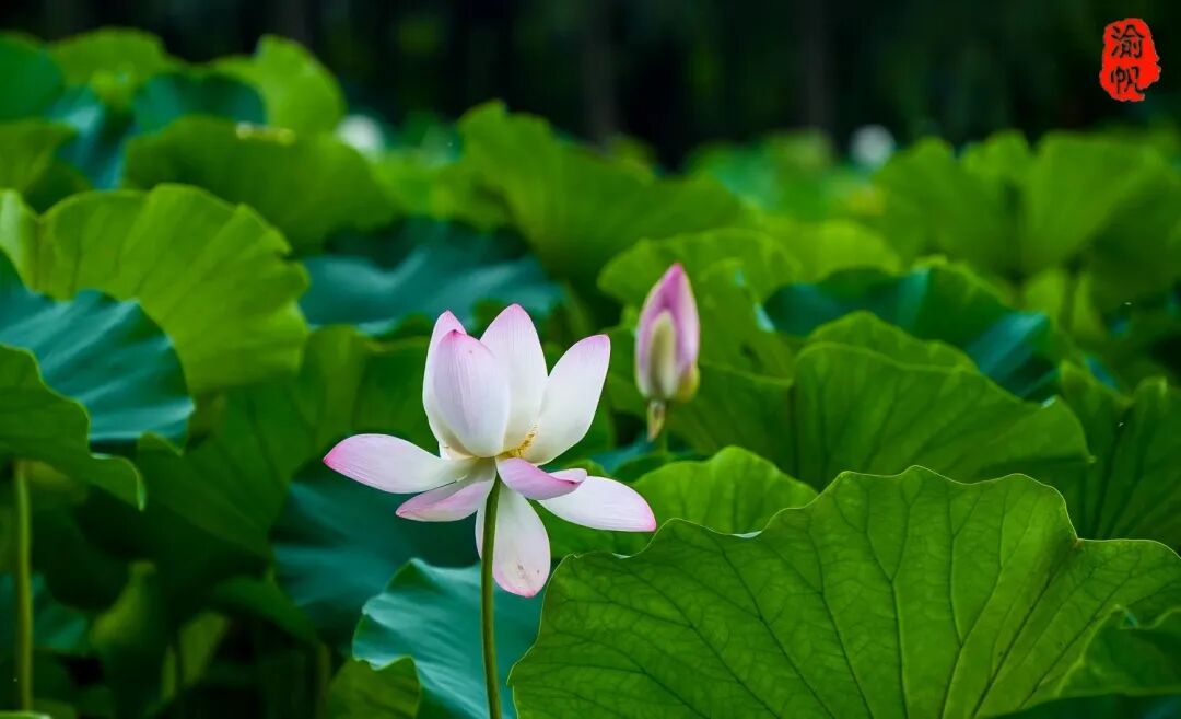 莲花荷花的寓意是什么_荷花与莲花有什么区别_莲花和荷花