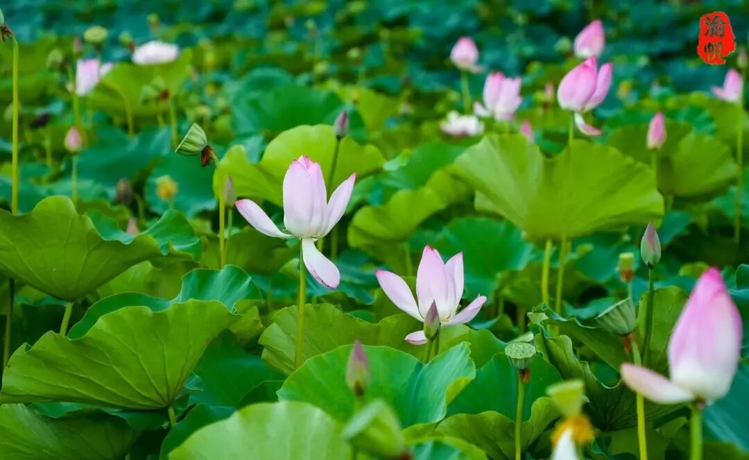 莲花和荷花_荷花与莲花有什么区别_莲花荷花的寓意是什么