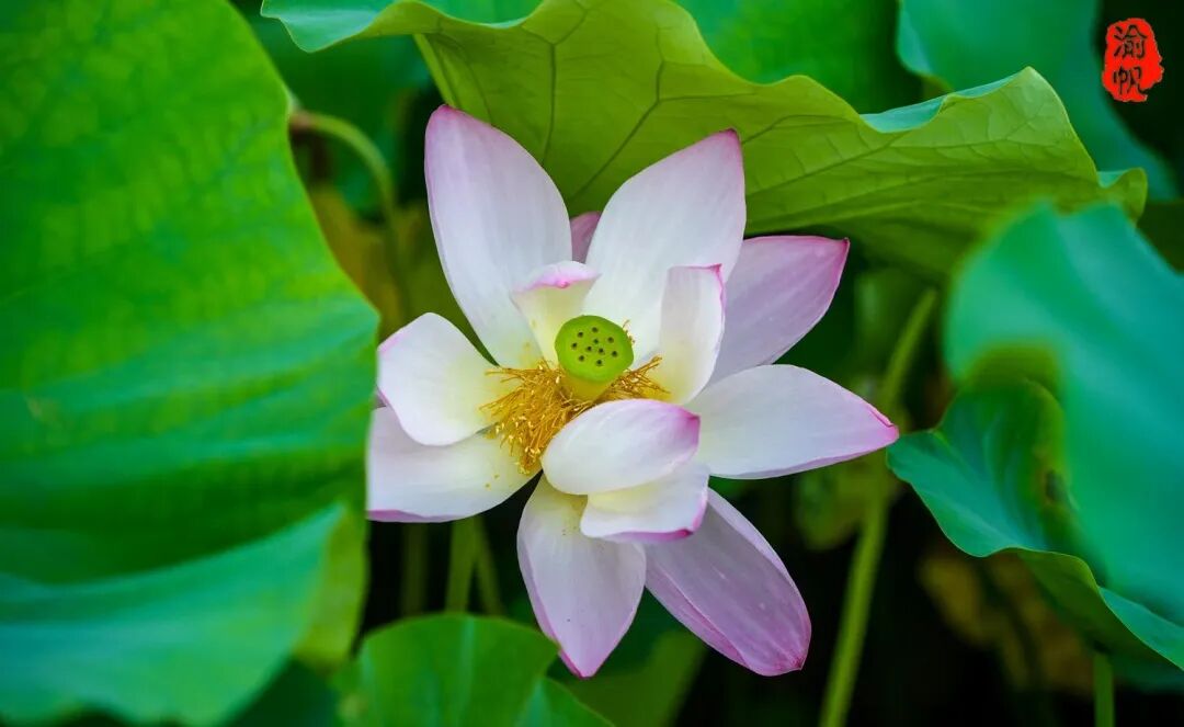 莲花和荷花_荷花与莲花有什么区别_莲花荷花的寓意是什么
