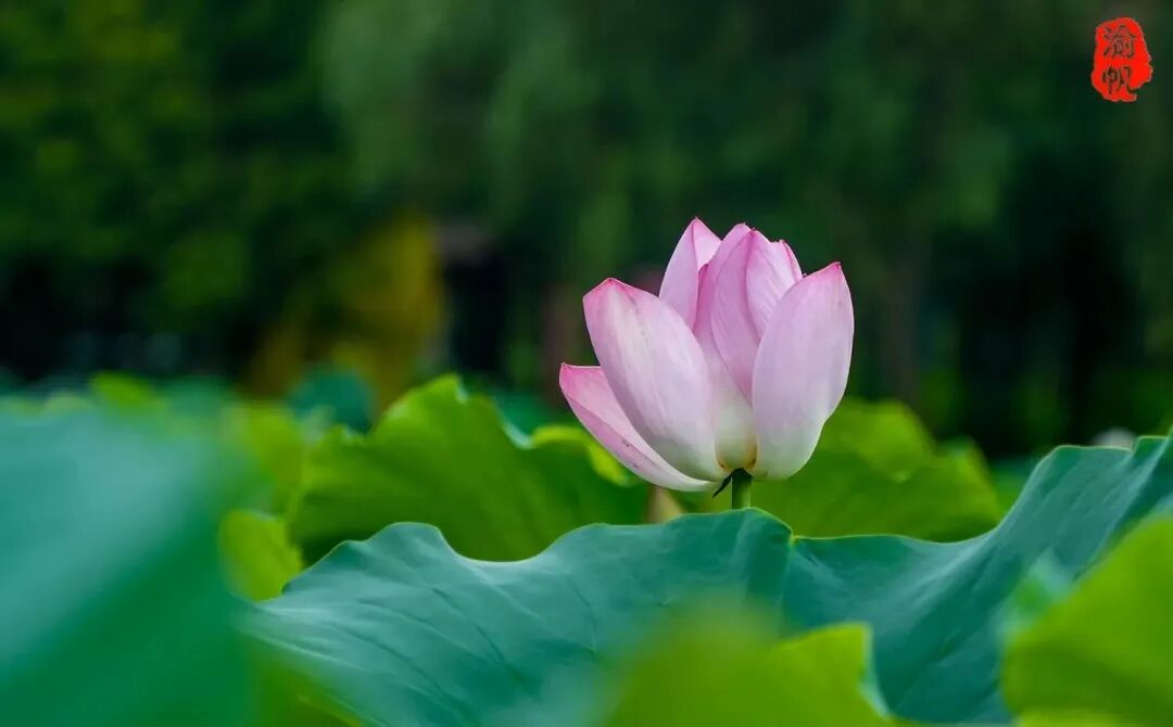 荷花与莲花有什么区别_莲花荷花的寓意是什么_莲花和荷花