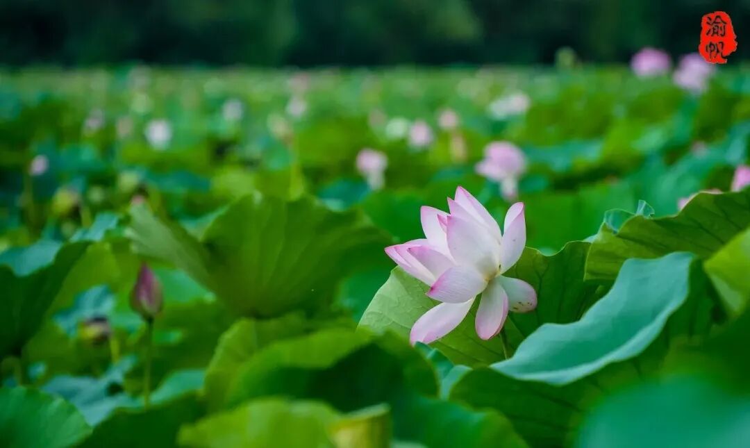 荷花与莲花有什么区别_莲花荷花的寓意是什么_莲花和荷花