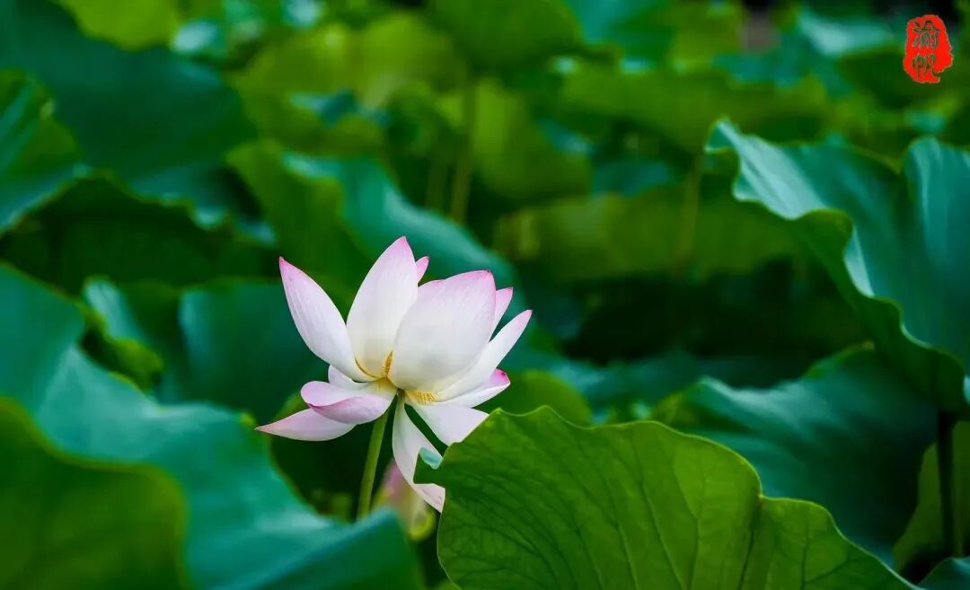 莲花和荷花_莲花荷花的寓意是什么_荷花与莲花有什么区别