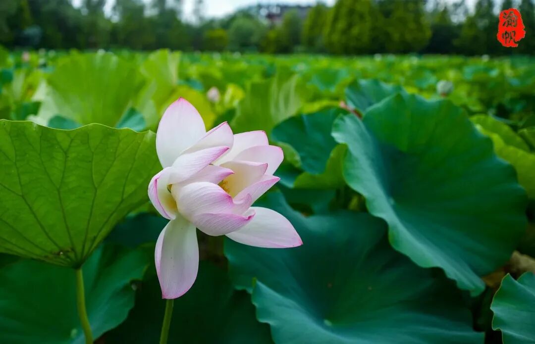 莲花荷花的寓意是什么_荷花与莲花有什么区别_莲花和荷花