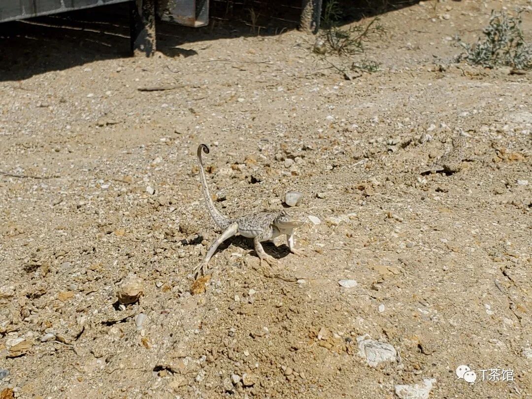 禾木村自驾游_禾木村旅游攻略_禾木村游记作文