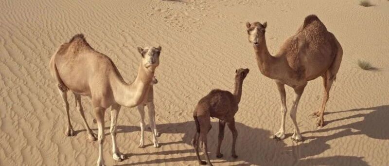 一种金沙漫漫的野