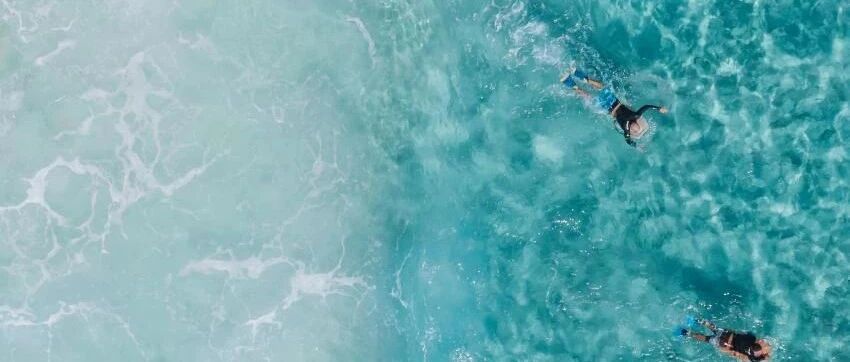 再介绍一个海边的“新朋友”