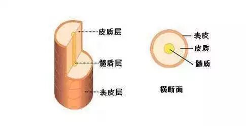 从头发结构谈养发！
