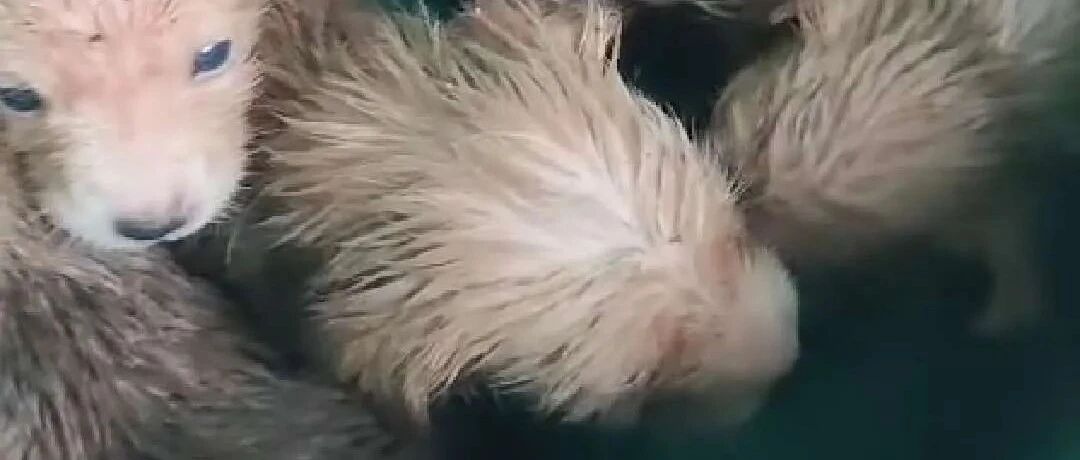 真狠心，谁把五只小奶狗遗弃在风雨中