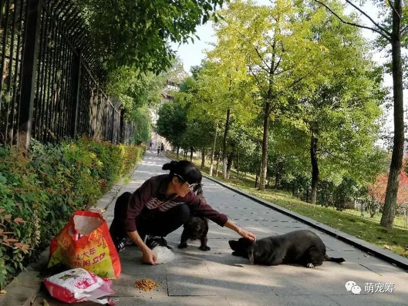 疫情下的武漢老人和山裡的貓貓狗狗 寵物 第7張