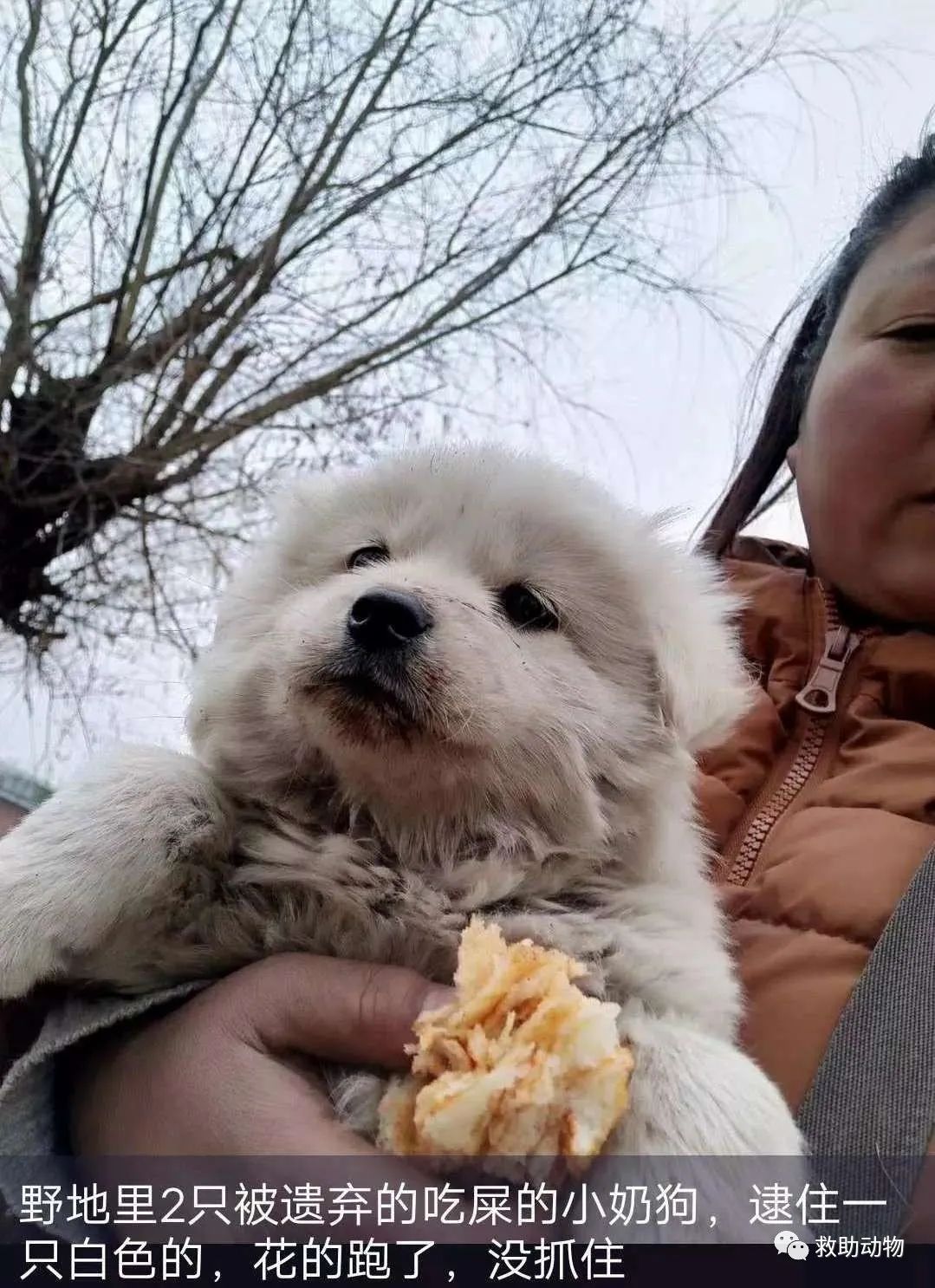 急，上千隻可憐的流浪狗被困饑荒中 寵物 第7張