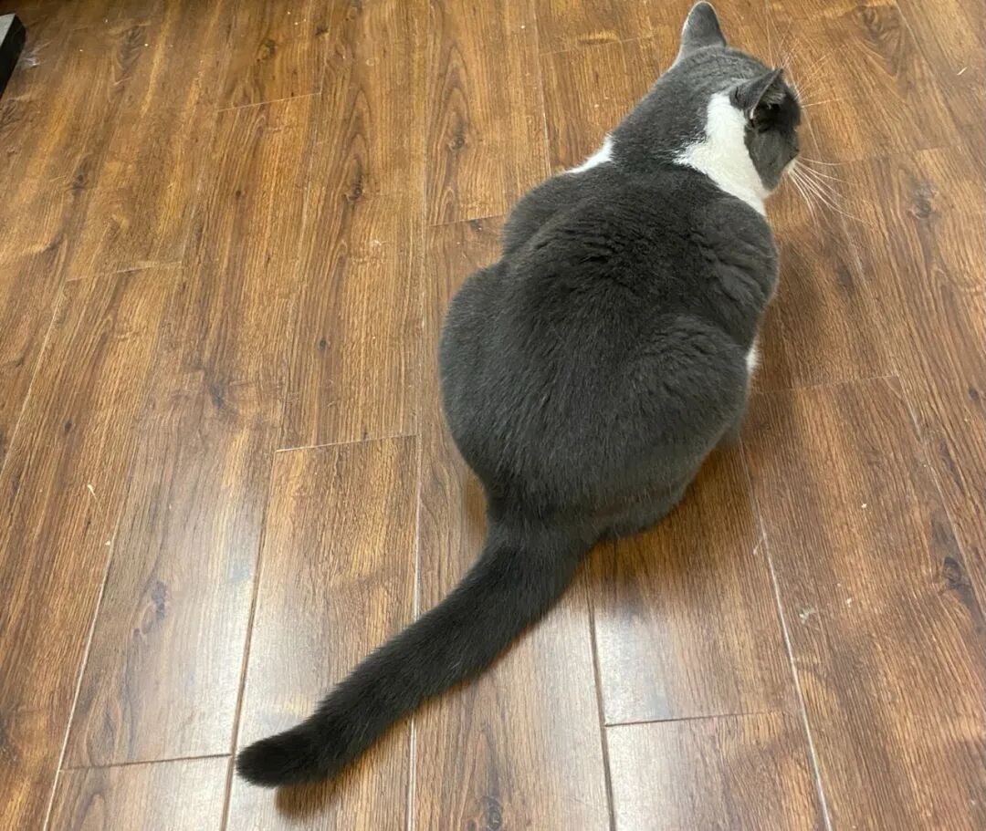 什么叫美短起司猫_美国短毛猫起司_美短起司猫多少钱一只