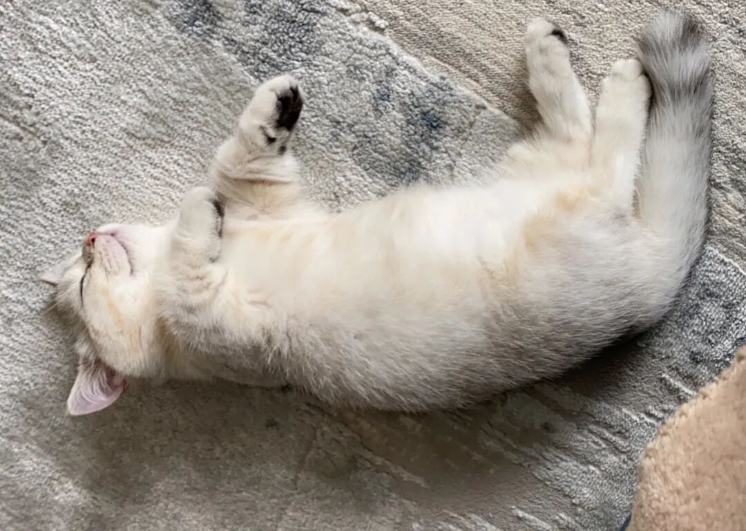 美国短毛猫起司_什么叫美短起司猫_美短起司猫多少钱一只