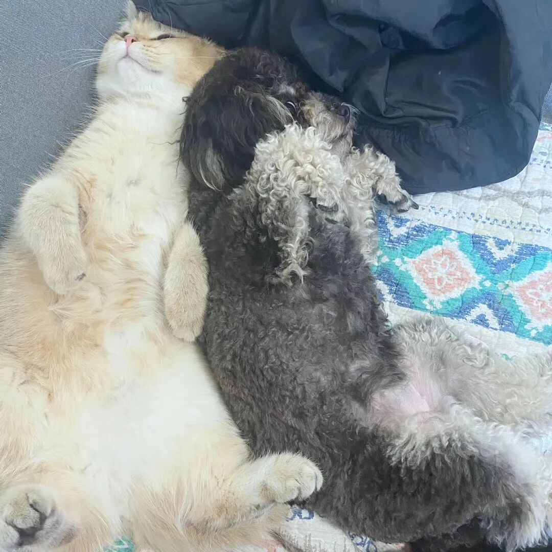 什么叫美短起司猫_美国短毛猫起司_美短起司猫多少钱一只