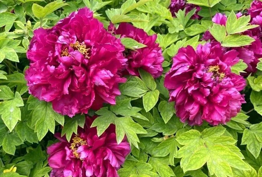 牡丹花 芍药 芹叶牡丹的区别 习性也有区别 你需要这么养护 全网搜