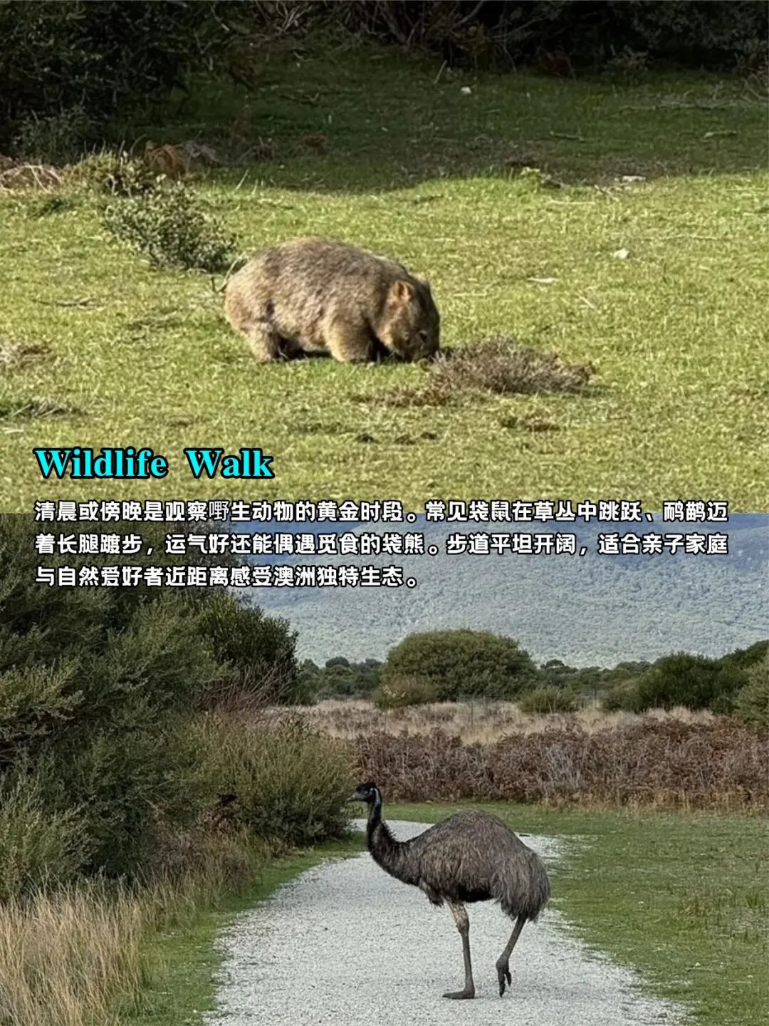 墨尔本的最美后花园，在澳洲大陆最南端撒野！闯进维州最美秘境：威尔逊国家公园（组图） - 3