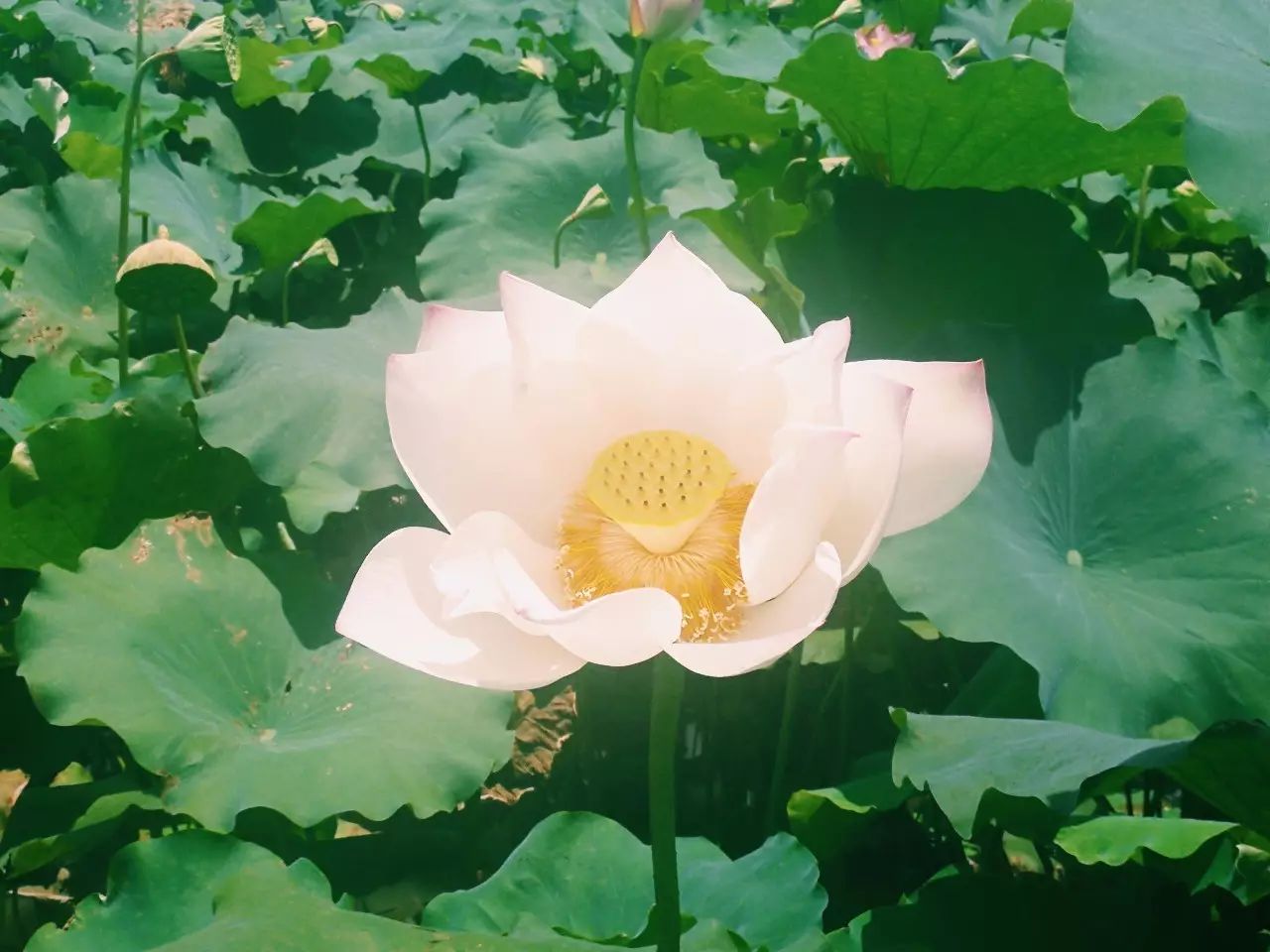 紫騮嘶入落花去,見此踟躕空斷腸.岸上誰家遊