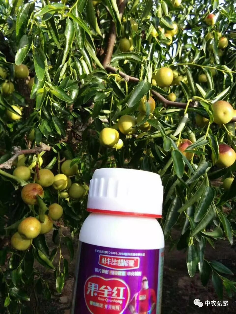 果树着色膨果——果全红为您解忧