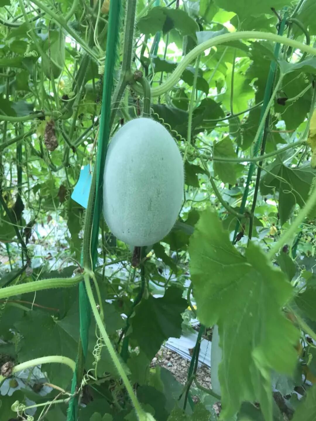 蠢萌蠢萌 的迷你冬瓜吊着长 你吃过吗 舟山新闻