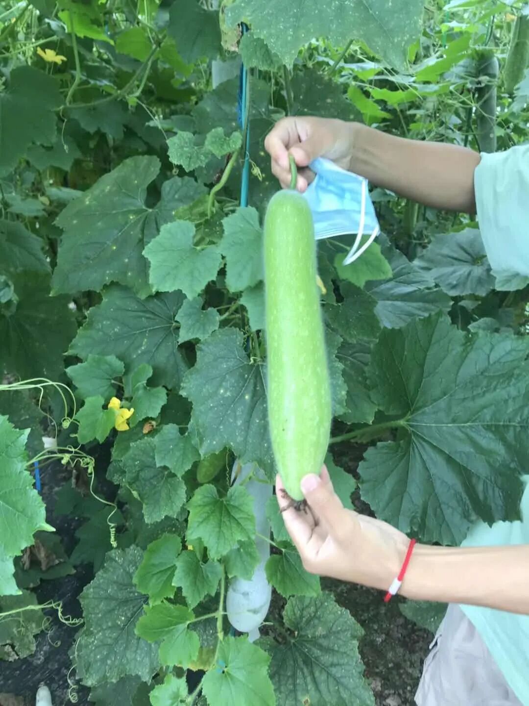 蠢萌蠢萌 的迷你冬瓜吊着长 你吃过吗 舟山新闻