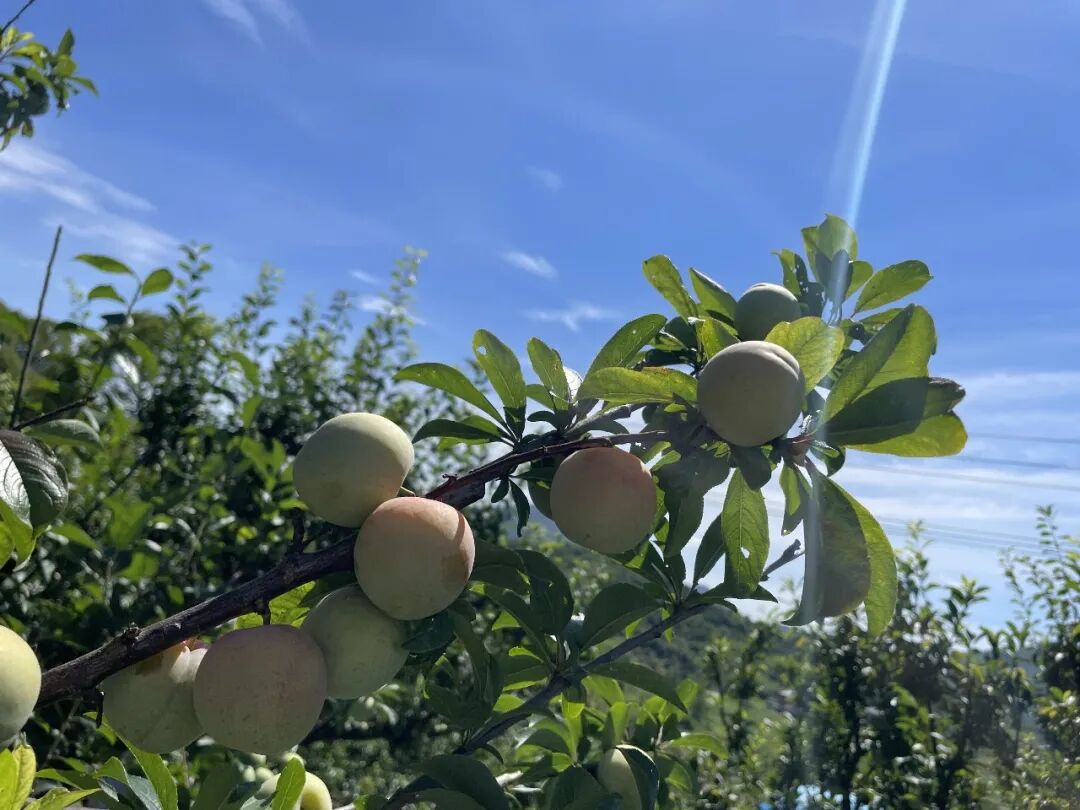 金塘李上市了今年行情如何当地农户还开发了新品种