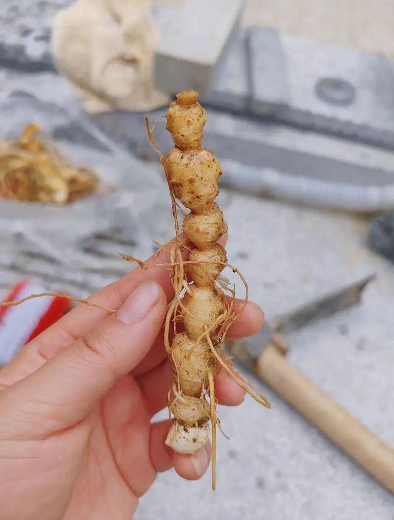 黄精产业未来发展趋势研判