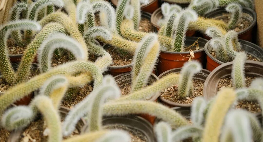 猴尾柱_猴尾柱开花图片_猴尾柱什么时候开花