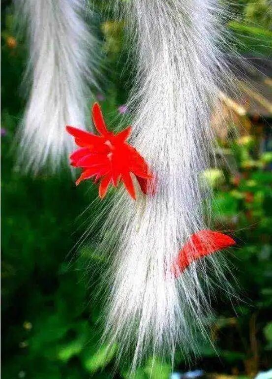 猴尾柱什么时候开花_猴尾柱_猴尾柱开花图片