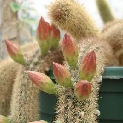 猴尾柱什么时候开花_猴尾柱_猴尾柱开花图片