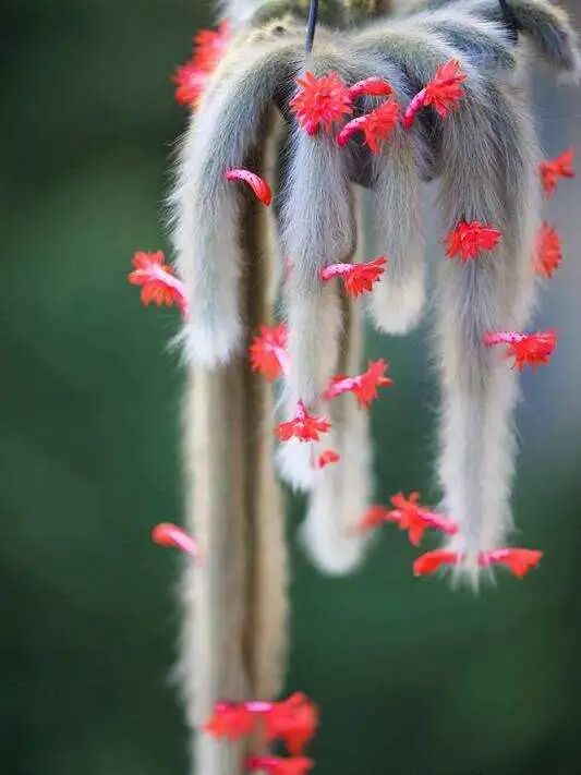 猴尾柱_猴尾柱什么时候开花_猴尾柱开花图片