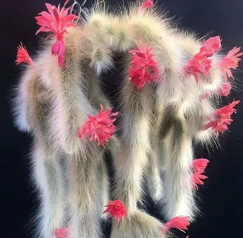 猴尾柱：植物里“千年狐妖”~