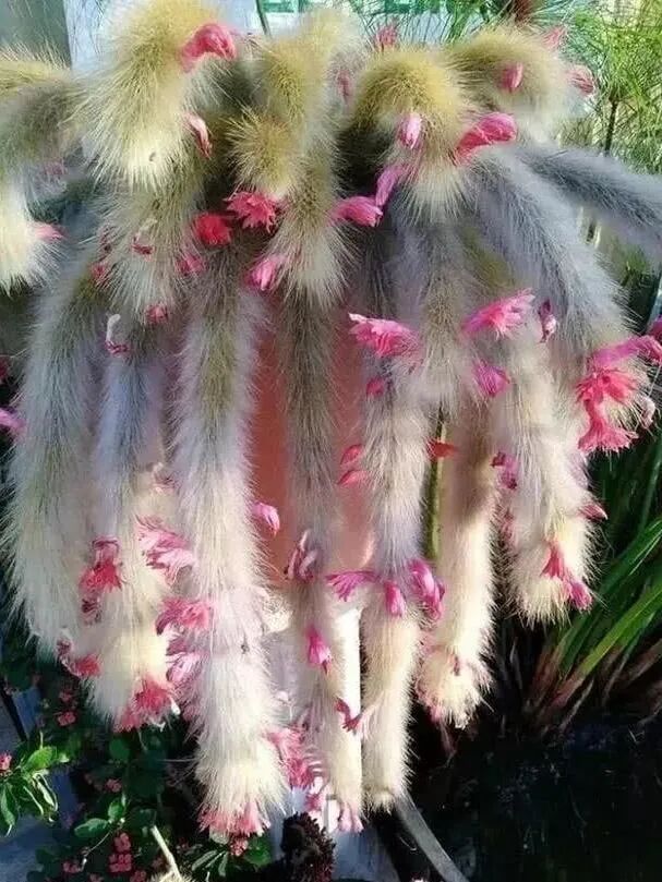 猴尾柱开花图片_猴尾柱_猴尾柱什么时候开花