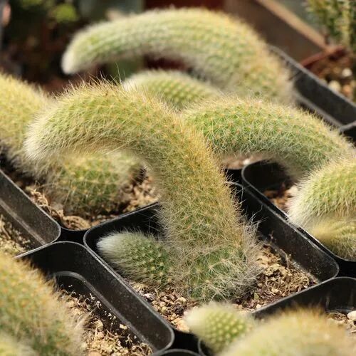 猴尾柱开花图片_猴尾柱_猴尾柱什么时候开花