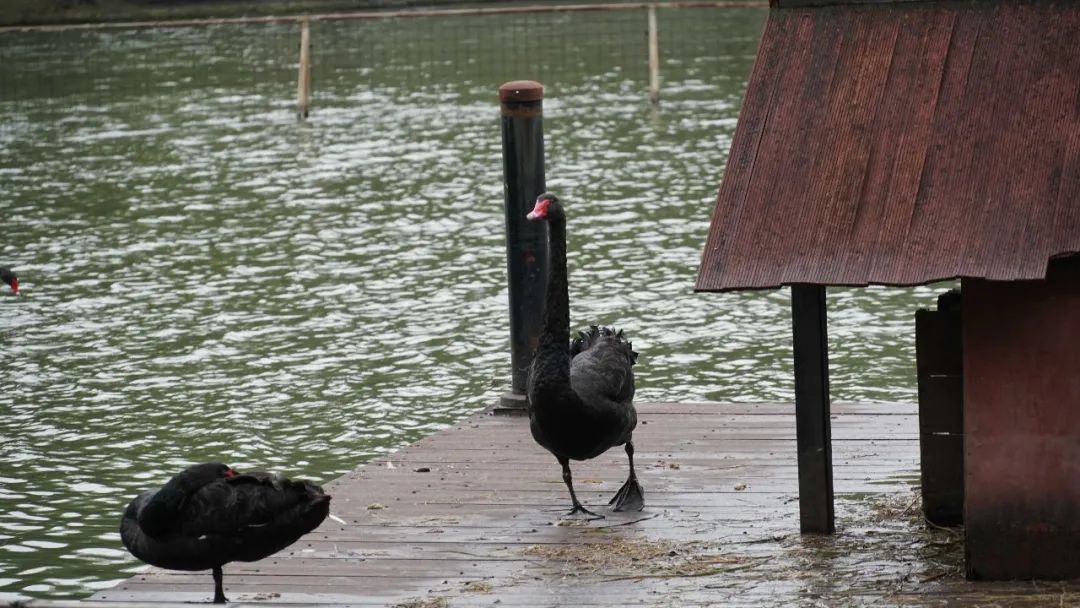 行在中国丨访学紫金港