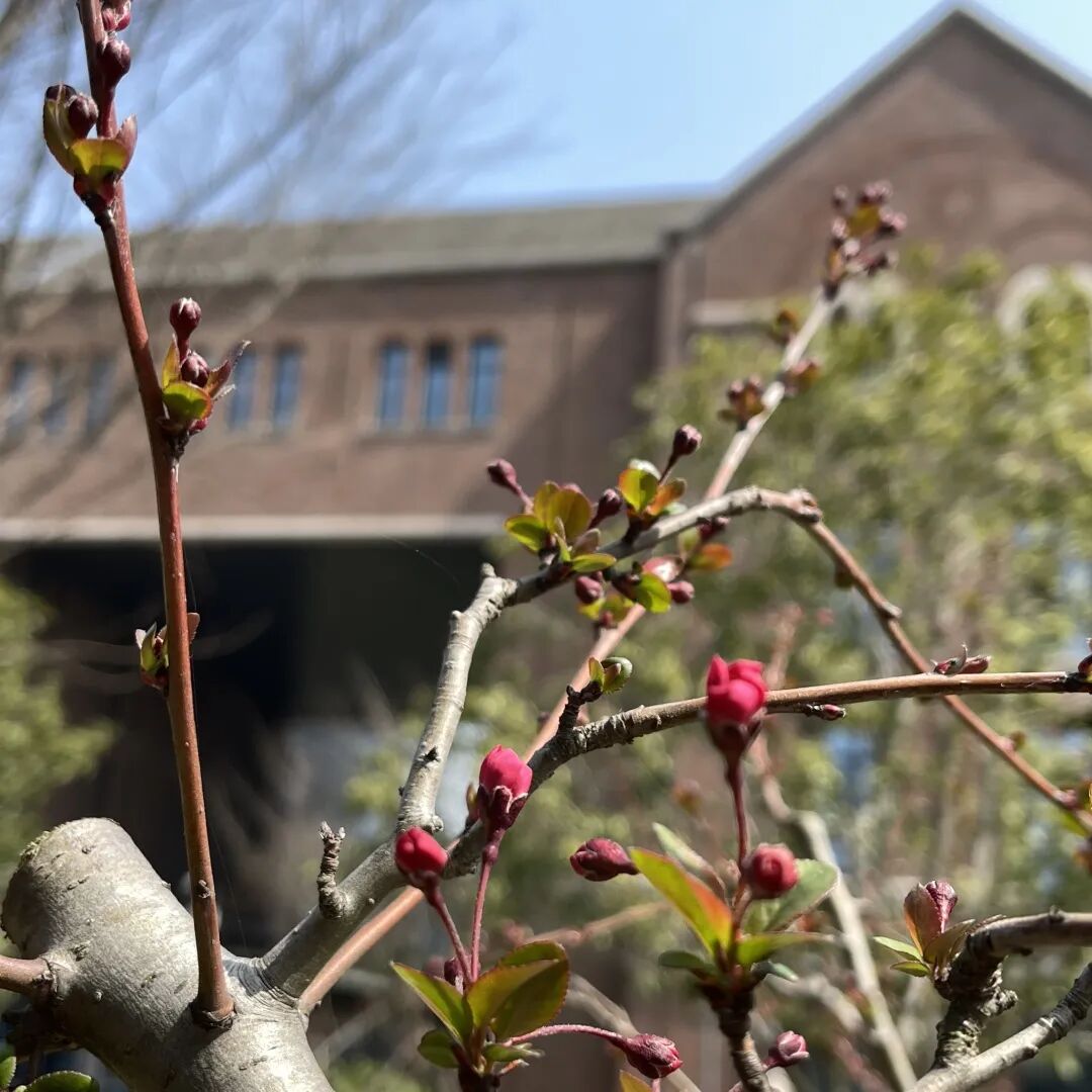 春风十里，正“植”有你——创新创业中心成立一周年回顾