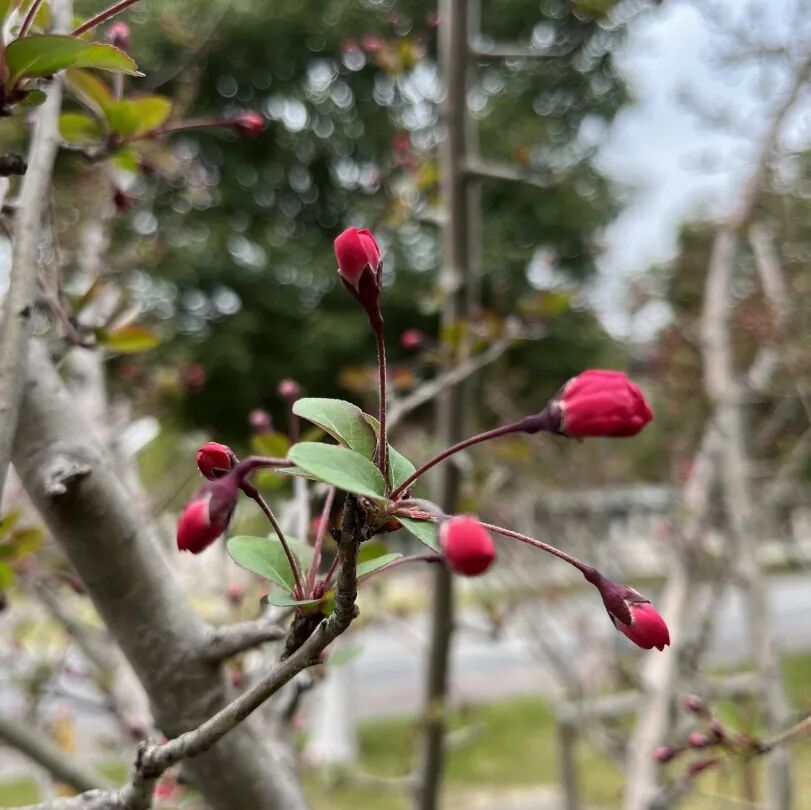 春风十里，正“植”有你——创新创业中心成立一周年回顾