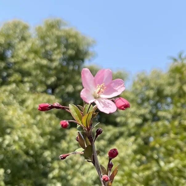 春风十里，正“植”有你——创新创业中心成立一周年回顾