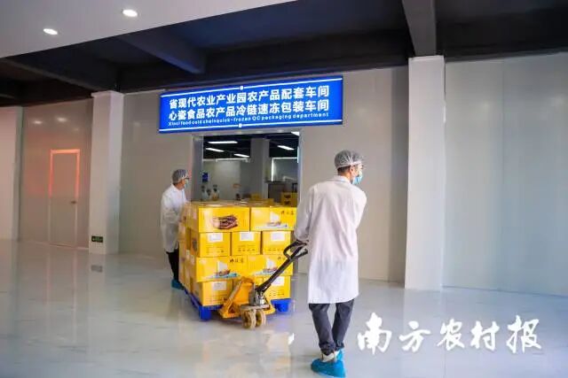 南方农村报 郑建斯 拍摄 图片