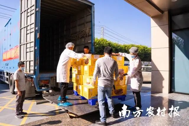 南方农村报 郑建斯 拍摄 图片