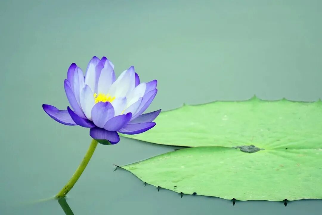 lotus-ffflower-4362254_1280.jpg
