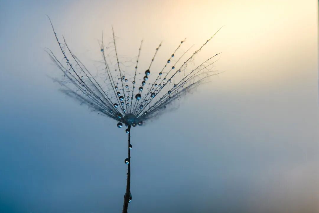 dandelion-2773800_1280.jpg