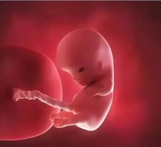 模拟3d图11周胎儿长到362厘米,胎儿各器官进一步发育,胎盘发育